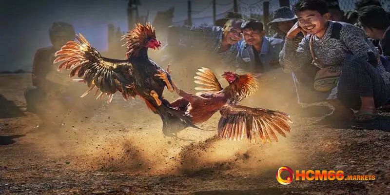 Những bước thực hiện để trải nghiệm cá cược tại HCM66